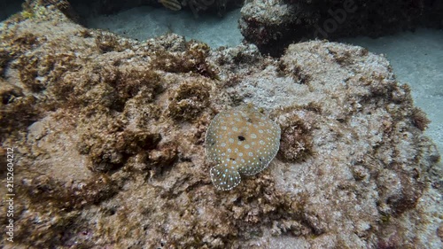 A peacock flounder on a reef in Puerto Rico 