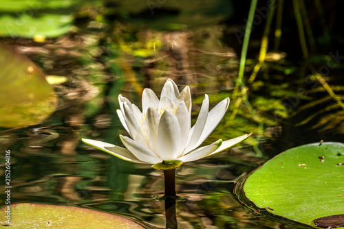 Close-up of a white water lily in full bloom rising from a calm pond, surrounded by green lily pads and reflections of the surrounding vegetation.