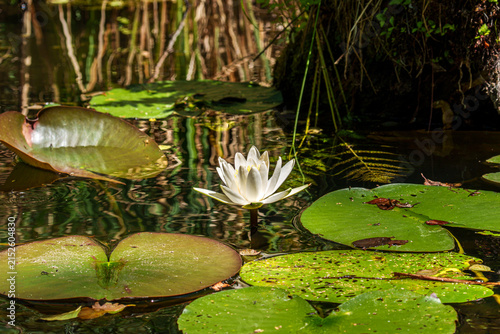 A white water lily in bloom rises above a pond surrounded by green lily pads, with reflections of trees creating a natural and tranquil scene.