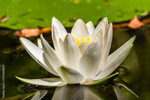 Close-up of a white water lily in full bloom floating on a pond, with yellow stamens, green lily pads and a clear reflection on the water surface.