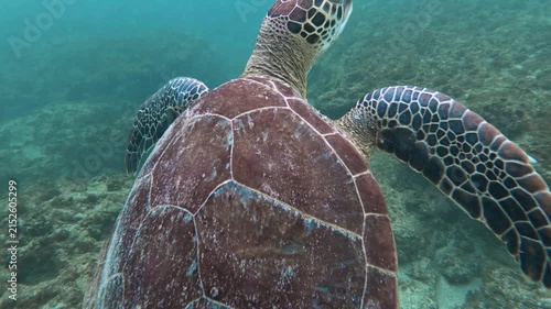 A sea turtle on a coral reef in Puerto Rico 
