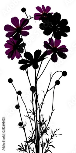 Cosmos flowers in black silhouette forming a garland on white background, illustration, composition