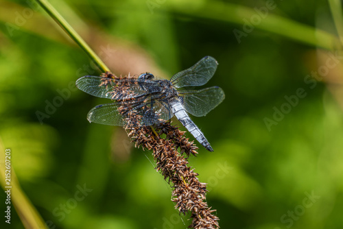 Blue dragonfly resting on a dried flower head, with detailed transparent wings and a blue-gray abdomen against a softly blurred green natural background.