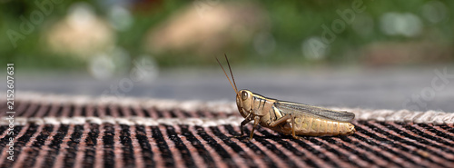 Close up of grasshopper on outdoor carpet