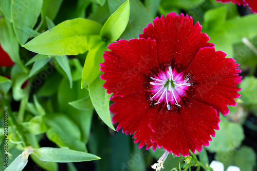 Close up of red Dianthus bloom