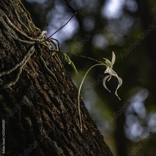 The Ghost Orchid