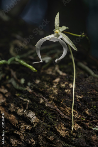 The Ghost Orchid