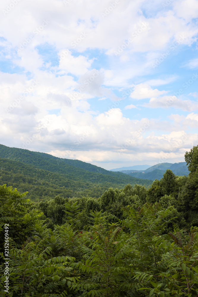 Fototapeta premium Green Foliage in Foreground with Smoky Mountains in Background