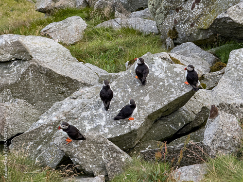 Canvastavla Colony of Atlantic puffins on boulders at Runde island, Norway
