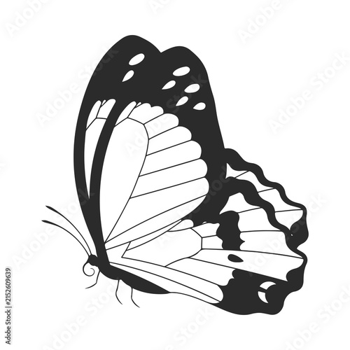 black and white butterfly