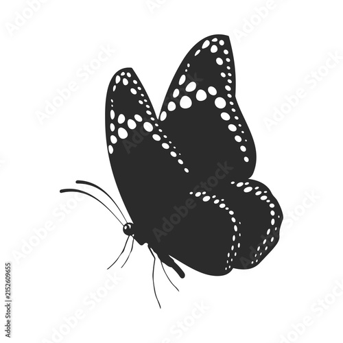 Obraz na plátně butterfly isolated on white background
