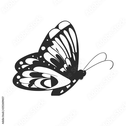 butterfly isolated on white