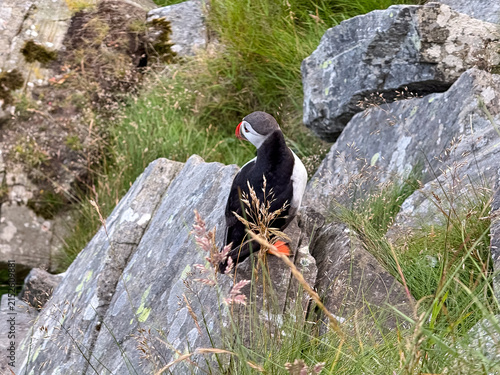 Fotografie Atlantic puffin standing among rocks and grass on Runde island