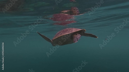 A sea turtle on a coral reef in Puerto Rico 