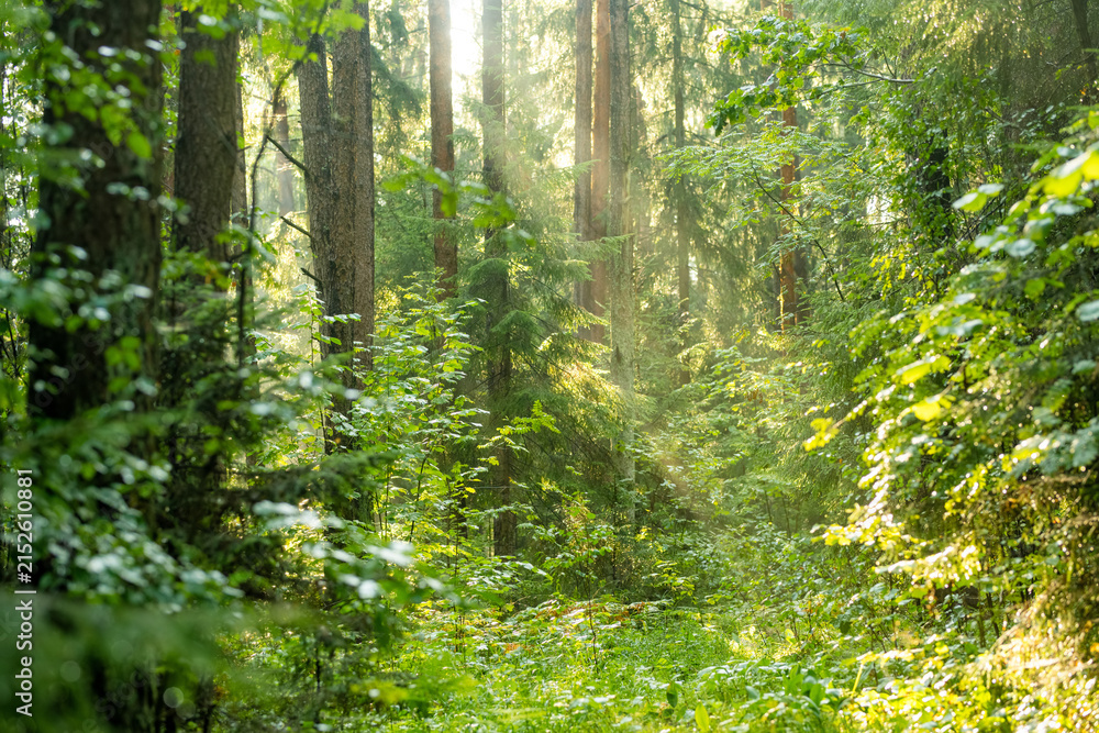 Obraz premium Lush green forest with dense undergrowth illuminated by soft summer sunlight. Peaceful woodland scenery creates a natural atmospheric background.