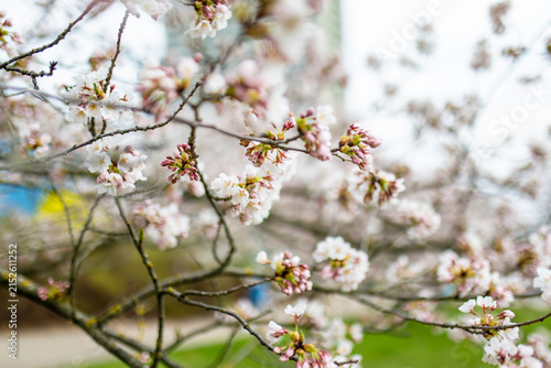 Obraz na plátně Cherry trees bloom with delicate blossoms in Chiune Sugihara Sakura Park in Vilnius, Lithuania