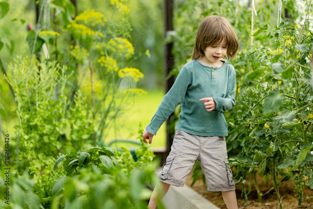 Naklejka premium Young boy exploring a lush greenhouse filled with growing vegetables and tomato plants. Curious child walks barefoot among garden beds and greenery during summer.