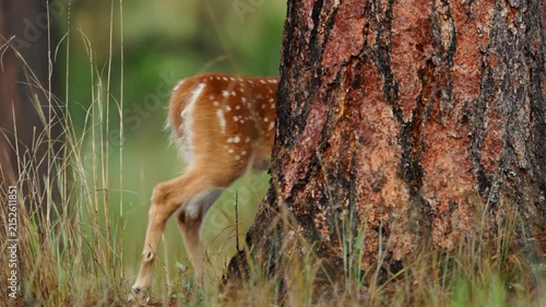 Whitetail Deer (Odocoileus virginianus) fawn in the early morning, July in the Black hills of South Dakota.