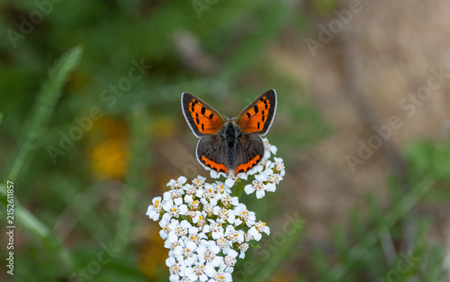American Copper Butterfly