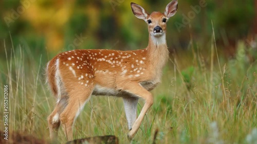 Whitetail Deer (Odocoileus virginianus) fawn in the early morning, July in the Black hills of South Dakota.
