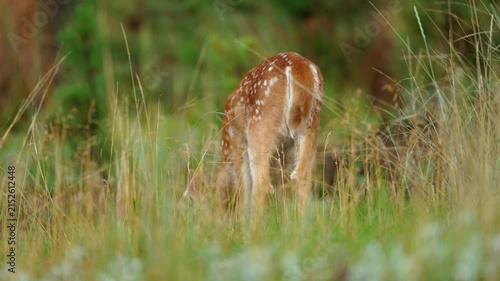 Whitetail Deer (Odocoileus virginianus) fawn watching alertly  in the early morning, July in the Black hills of South Dakota.