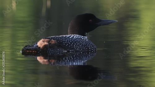 Common loons on a lake in Maine 