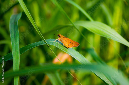 Bild auf Leinwand Orange Skipper Butterfly Resting on a Green Grass Leaf in Nature