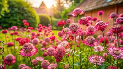 A tranquil cottage garden bursts forth with masses of deep pink astrantia flowers