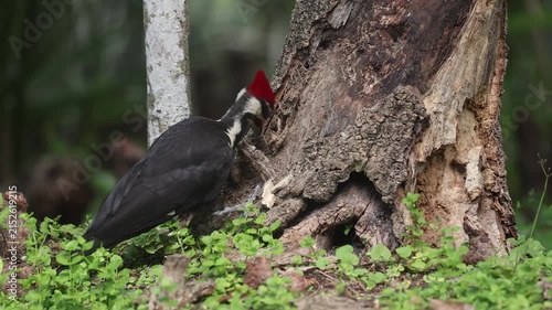 Pileated woodpecker on a tree in Florida 