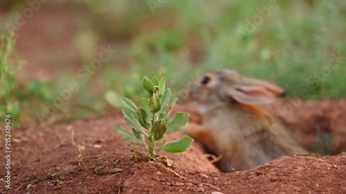 Wild Eastern Cottontail Rabbit (Sylvilagus floridanus) flees into a Prairie dog burrow for safety. July in the Black hills of South Dakota. Common prey item for predators