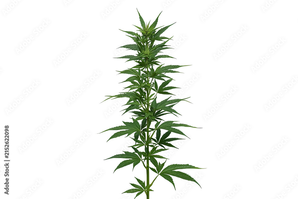 Fototapeta premium Dense leafy cannabis plant with multiple branches