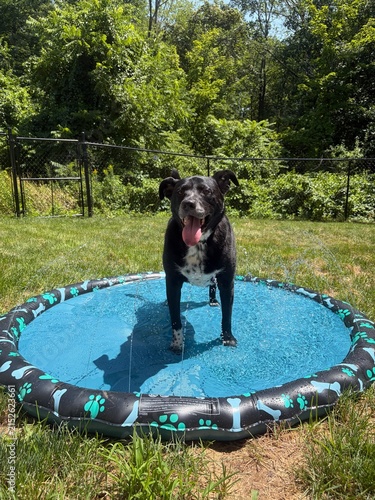 Fotografía Dog on Splash Pad