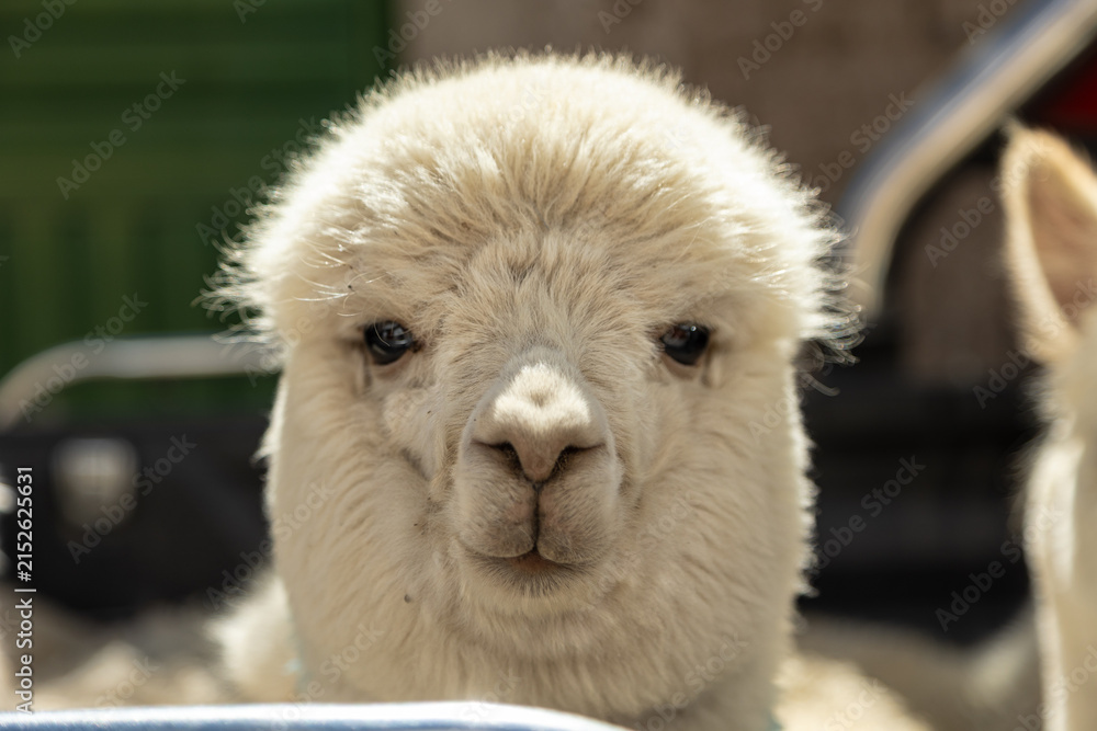 Naklejka premium Close-up portrait of an alpaca in the Peruvian Andes