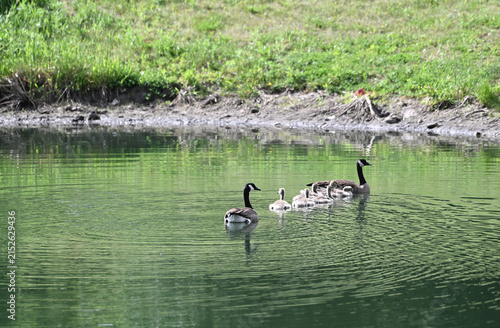 Canada Goose Family