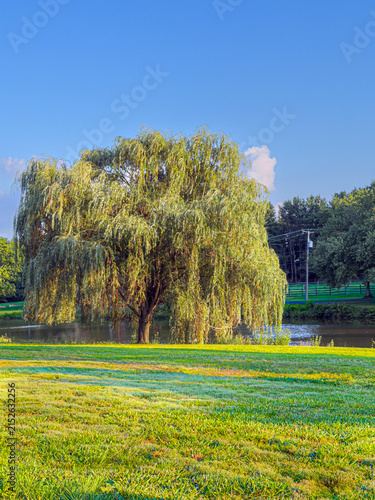 The Weeping Willow