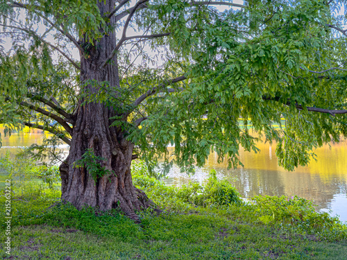 Dawn Redwood