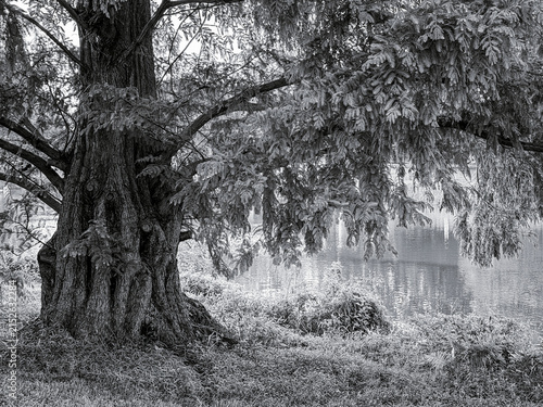 Dawn Redwood BW