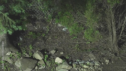 Nocturnal striped skunk foraging for food in a suburban backyard at night. The wild animal is walking along a chain-link fence in the dark