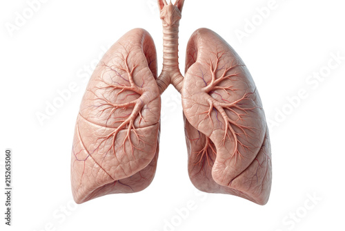 Detailed Anatomical Rendering of Human Lungs