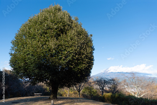 Outdoors, a solitary heart-shaped pruned tree stands on a grassy hill with snow-capped Mount Fuji in the background at Shirao Mountain Park (Shiraosan) in Fujinomiya, Japan.