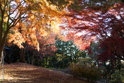 Outdoors, vibrant red and golden autumn leaves backlit by the sun on branches at Shirao Mountain Park (Shiraosan) in Fujinomiya, Japan, in December. Horizontal shot.