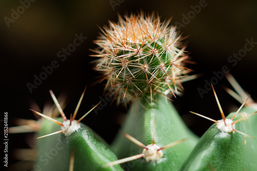 Green baby cactus (Echinopsis sp.).