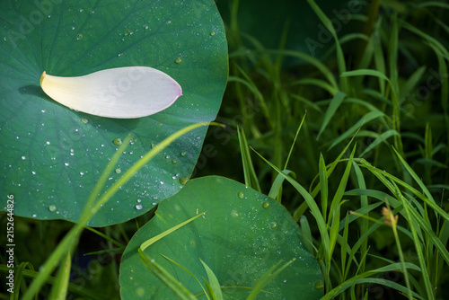 Картината върху платно A fallen pink petal rests on dew-covered lotus leaves beside wet grass in South Korea