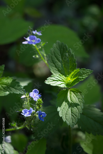 The germander speedwell (lat. Veronica chamaedrys), of the plantain family (Plantaginaceae). Samara, Russia.