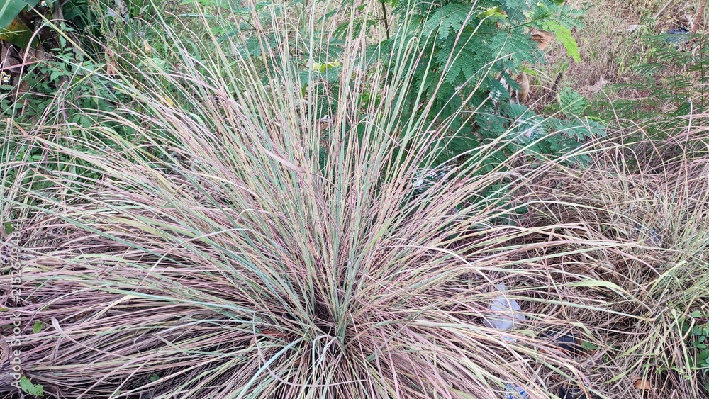 Fototapeta premium Close up view of Little bluestem or Schizachyrium scoparium