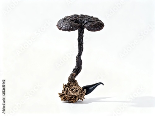 Dried Cordyceps Sinensis Caterpillar Fungus on White Background