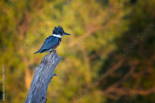 Belted kingfisher perched on dead tree stump