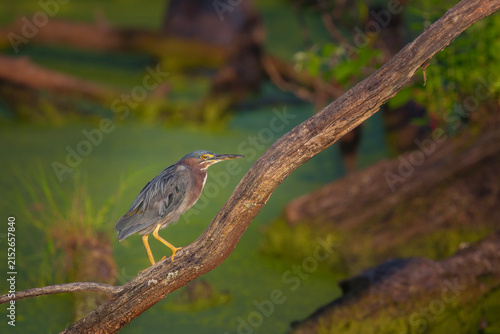 Green heron standing on branch over swamp