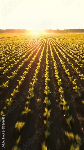 Sunlit rows of yellow crops in vast agricultural field.