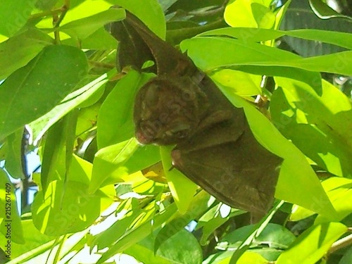 Photography Wild bat hanging upside down on green tree leaves during daytime.